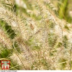 Pennisetum Alopecuroides -NAOMI Plant Shop PENN 1657 A3