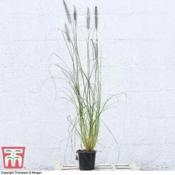 Pennisetum Alopecuroides -NAOMI Plant Shop PENN 16574 A1