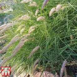 Pennisetum Alopecuroides -NAOMI Plant Shop PENN T16574 B
