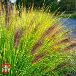 Pennisetum Viridescens -NAOMI Plant Shop PENN T66359 A
