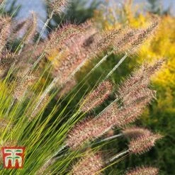 Pennisetum Viridescens -NAOMI Plant Shop PENN T66359 B