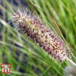 Pennisetum Viridescens -NAOMI Plant Shop PENN T66359 C