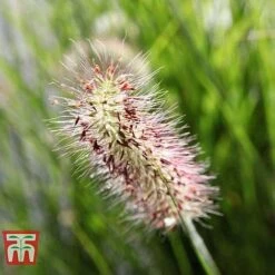 Pennisetum Viridescens -NAOMI Plant Shop PENN T66359 D