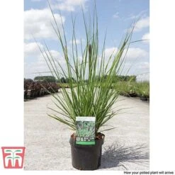 Pennisetum Viridescens -NAOMI Plant Shop PENN T66359 F