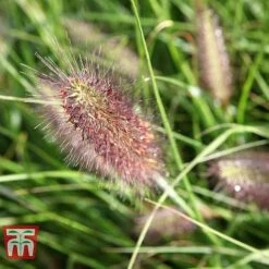 Pennisetum Alopecuroides 'Moudry' -NAOMI Plant Shop PENN tka3316 C