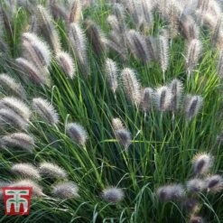 Pennisetum Alopecuroides 'Moudry' -NAOMI Plant Shop PENN tka3316 D