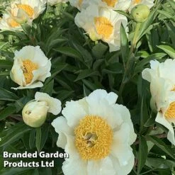 Peony Collection -NAOMI Plant Shop PEON JANVANLEE L413291