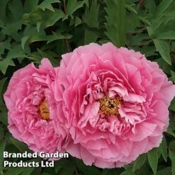 Tree Peony 'Yin Hong Qiao Dui' -NAOMI Plant Shop PEON YINHONGQI S50999