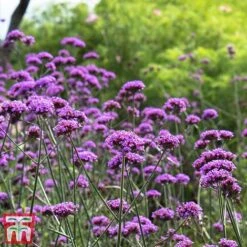 Rouge Perennial Collection -NAOMI Plant Shop PERE WKC5961 E