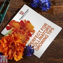 Pollinator Flowers Growing Kit -NAOMI Plant Shop PERF TKA1544A C