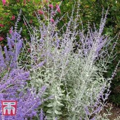 Perovskia Atriplicifolia 'Silvery Blue' -NAOMI Plant Shop PERO T62071 C