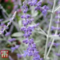 Perovskia Atriplicifolia 'Silvery Blue' -NAOMI Plant Shop PERO T62071 D