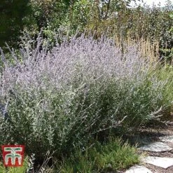 Perovskia Atriplicifolia 'Silvery Blue' -NAOMI Plant Shop PERO T62071 E