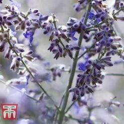 Perovskia Atriplicifolia 'Silvery Blue' -NAOMI Plant Shop PERO T62071 F