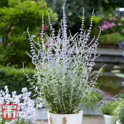 Perovskia Atriplicifolia 'Silvery Blue' -NAOMI Plant Shop PERO T62071 G