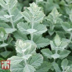 Perovskia Atriplicifolia 'Silvery Blue' -NAOMI Plant Shop PERO T62071 I