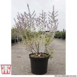 Perovskia Atriplicifolia 'Silvery Blue' -NAOMI Plant Shop PERO T62071 K