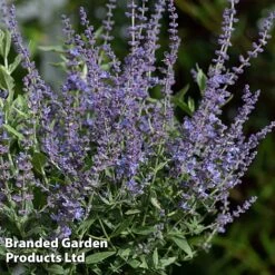 Perovskia 'Bluesette' -NAOMI Plant Shop PERO BLUESETTE S45048