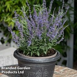 Perovskia 'Bluesette' -NAOMI Plant Shop PERO BLUESETTE S45049