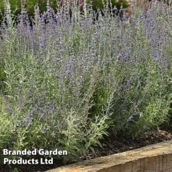 Perovskia 'Bluesette' -NAOMI Plant Shop PERO BLUESETTE S45051