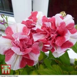 Petunia 'Frills & Spills&trade; Cherry Ripple' -NAOMI Plant Shop PETU T16418 B