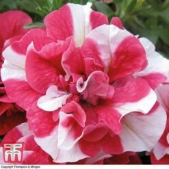 Petunia 'Frills & Spills&trade; Cherry Ripple' -NAOMI Plant Shop PETU T16418 C