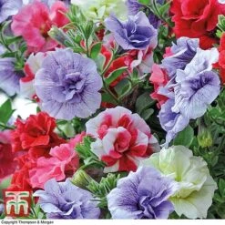 Petunia 'Frills & Spills'&trade; Mixed' Pre-Planted Basket -NAOMI Plant Shop PETU TKA1199 B