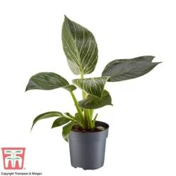 Philodendron 'White Measure' -NAOMI Plant Shop PHIL 6951 A1