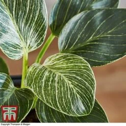Philodendron 'White Measure' -NAOMI Plant Shop PHIL 6951 A4