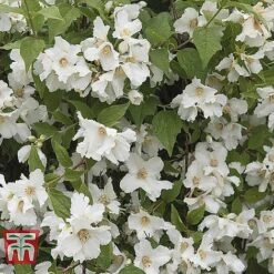 Hardy Shrub Trio -NAOMI Plant Shop PHIL T47621 A1