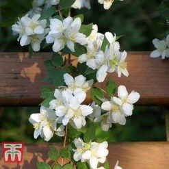 Philadelphus 'Albatre' -NAOMI Plant Shop PHIL T66362 D