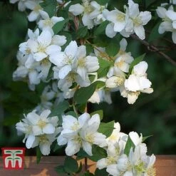 Philadelphus 'Albatre' -NAOMI Plant Shop PHIL T66362 E