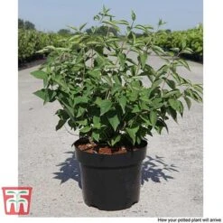 Philadelphus 'Albatre' -NAOMI Plant Shop PHIL T66362 F