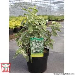 Philadelphus Coronarius 'Variegatus' -NAOMI Plant Shop PHIL T66367 C1