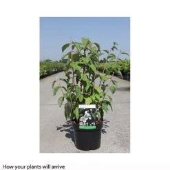 Philadelphus 'Starbright' -NAOMI Plant Shop PHIL T66374 B h