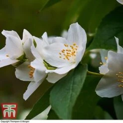 Philadelphus 'Starbright' -NAOMI Plant Shop PHIL T66374 C