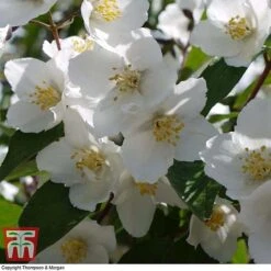Philadelphus 'Starbright' -NAOMI Plant Shop PHIL T66374 D