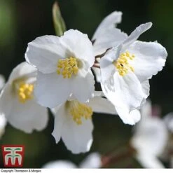 Philadelphus 'Starbright' -NAOMI Plant Shop PHIL T66374 G