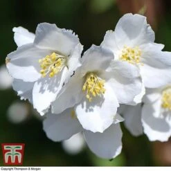 Philadelphus 'Starbright' -NAOMI Plant Shop PHIL T66374 H