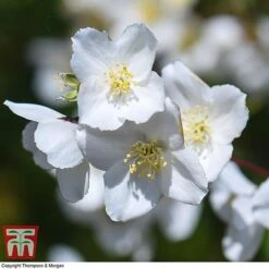 Philadelphus 'Starbright' -NAOMI Plant Shop PHIL T66374 I