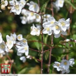 Philadelphus 'Starbright' -NAOMI Plant Shop PHIL T66374 J