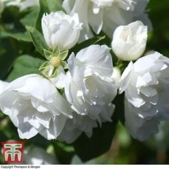 Philadelphus 'Virginal' -NAOMI Plant Shop PHIL T68144 H