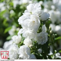 Philadelphus 'Virginal' -NAOMI Plant Shop PHIL T68144 I