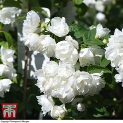 Philadelphus 'Virginal' -NAOMI Plant Shop PHIL T68144 J