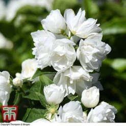 Philadelphus 'Virginal' -NAOMI Plant Shop PHIL T68144 K