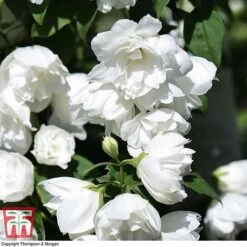 Philadelphus 'Virginal' -NAOMI Plant Shop PHIL T68144 M