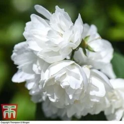 Philadelphus 'Virginal' -NAOMI Plant Shop PHIL T68144 N