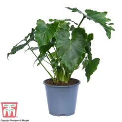 Philodendron 'Shangri La' -NAOMI Plant Shop PHIL c