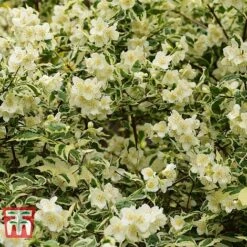 Philadelphus Coronarius 'Variegatus' -NAOMI Plant Shop PHIL t66367 D