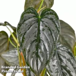 Philodendron Brandtianum 'Brandi' -NAOMI Plant Shop PHIL BRANDI W50472